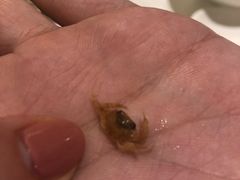 花雕梭子蟹-浙江西子宾馆·牡丹厅