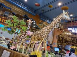 -卡通尼·Safari非洲探索乐园·生日会(金桥国际商业广场店)