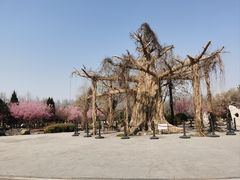 -石家庄市植物园