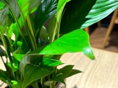 -宋益驴蹄子面肉夹馍(辛家庙店)