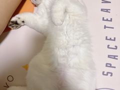 -lincat·猫舍(广州店)