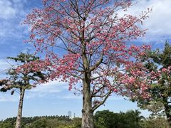 -东莞植物园