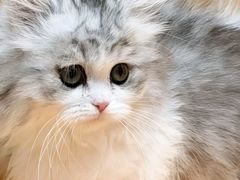 -欣宠猫屋·矮脚拿破仑·蓝金金渐层