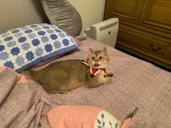 -东方名猫馆·英短金渐层布偶猫舍(环线广场1号楼店)