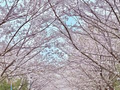 -高东镇樱花园