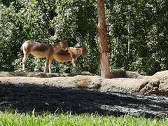 -北京野生动物园