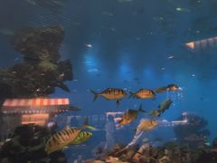 -涛·海底餐厅·美人鱼·自助餐·海底隧道(三亚海棠湾洲际度假酒店)