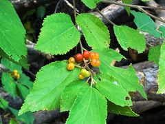 -湖洞水自然风景区