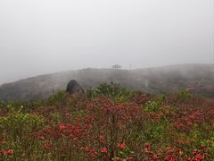 -大围山国家森林公园