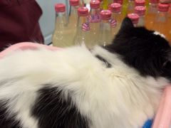 -安格丽娜·狗咖·猫咖羊驼咖(春熙路百盛商场店)