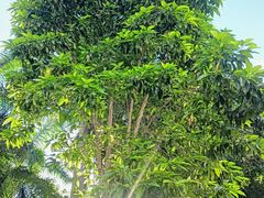 -奈雪的茶(华强北中航城PRO店)