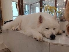 -共舞时光猫咖·狗咖(新街口店)