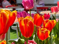 -弗兰克牛排西餐厅Ribone steak house(柠檬花园店)