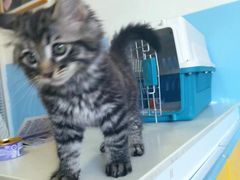 -瑞派福兴宠物医院犬猫全科·骨科·中西医结合(河东店)