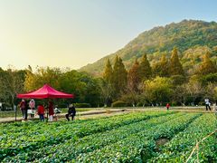 -八卦田遗址公园