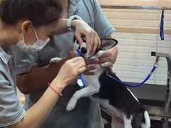 -PETKIT小佩宠物(古北店)