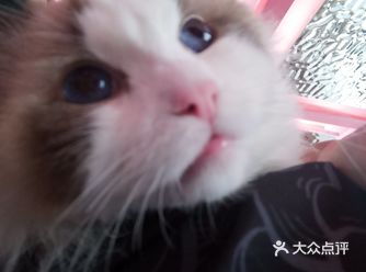 「不露猫色」「不露猫色·沉浸式猫咖馆」店名：不露猫色