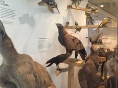 -墨尔本博物馆(Melbourne Museum)