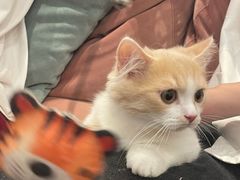 -袖虎·猫馆(体育西路店)