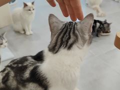 -有喵·猫咖·狗咖·30几只猫10只小狗(岗厦店)