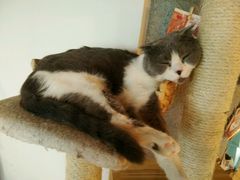豆花-共舞时光猫咖·狗咖(新街口店)