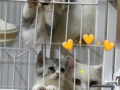 -猫宠乐园·专业洗护