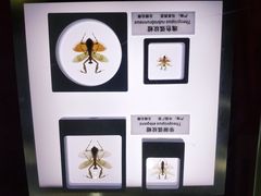 -上海昆虫博物馆