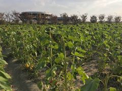-映月湖中央公园