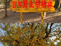 -金塔沙漠胡杨林景区
