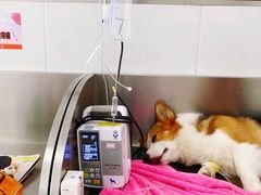 -派美特宠物医院·核磁CT·骨科肿瘤·疑难转诊(沈农禾丰店)