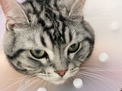 -纳吉亚猫专科动物诊疗中心(蒋宅口分院)