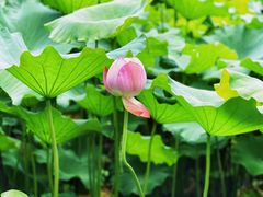 -陈家山荷花公园