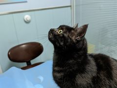 -纳吉亚猫专科动物诊疗中心(蒋宅口分院)