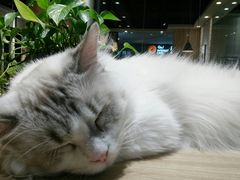 -藏猫猫咖啡主题馆(中央大道店)