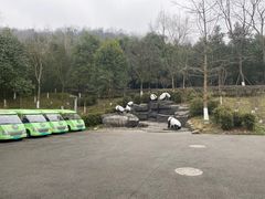-都江堰中华大熊猫苑