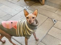 -李小姐の猫咖啡馆(五角场店)
