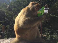 -历山猕猴源景区
