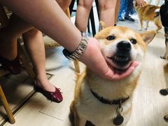 -柴犬高等学院·狗咖·柴犬售卖·宠物训练