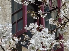 -武汉大学-樱园