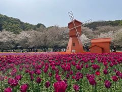 -苏州上方山国家森林公园