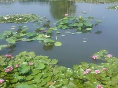 -微山湖红荷湿地景区