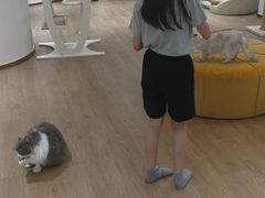 -1013 PET SHOP精品宠物商店(丁香店)