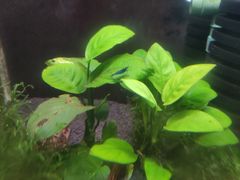 -上海大自然野生昆虫馆(东方明珠·爬宠昆虫探索中心)