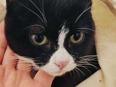 -中农国际动物医院24小时·猫科·骨科·急重症中心