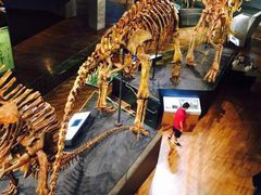 -墨尔本博物馆(Melbourne Museum)