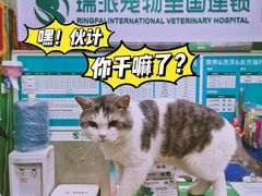 -瑞派动物医院·猫专科·至诚(江南中分院)