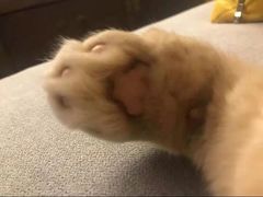 -东方名猫馆·英短金渐层布偶猫舍(环线广场1号楼店)