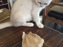 -吉丁鸟咖·异宠·寄养