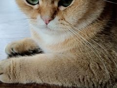 -蓝鲸·缅因猫舍