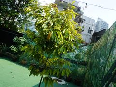 -都念榴莲·城市榴莲